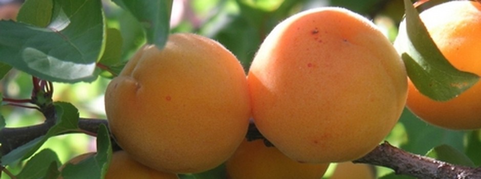 apricot (1).jpg