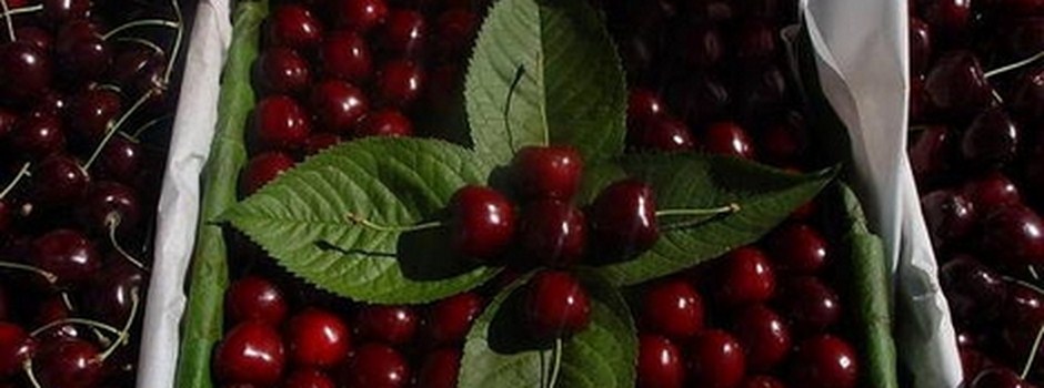 CHERRIES_ZIRAAT_0900_also_called_Turkish_Napoleon_.jpg